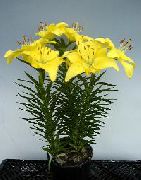 dzeltens Telpaugi Lilium Zieds  foto