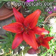 sarkans Telpaugi Lilium Zieds  foto