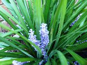 светло синьо Стайни растения Пъстра Лилия Торф Цвете (Liriope) снимка