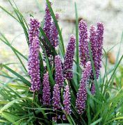 Lilyturf (Komnatnыy Mыshinыy Гиацинт) жұпаргүл Гүл