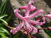 ροζ φυτά εσωτερικού χώρου Γκέρνσεϊ Κρίνος λουλούδι (Nerine) φωτογραφία