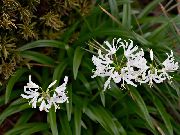 λευκό φυτά εσωτερικού χώρου Γκέρνσεϊ Κρίνος λουλούδι (Nerine) φωτογραφία