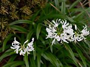 Guernsey Lily bela Cvet