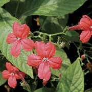 Aap Plant, Rood Ruellia rood Bloem