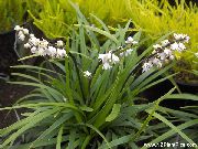 Ophiopogon бял Цвете
