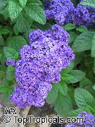 ჯუჯა საზღვაო ალუბლის ტორტი მუქი ლურჯი ყვავილების