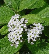 Dwarf Marine Cherry Pie branco Flor