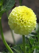 жълт Стайни растения Далия Цвете (Dahlia) снимка