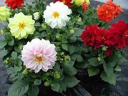 blanc Plantes d'intérieur Dahlia Fleur photo