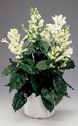 fehér Szobanövények Fehér Gyertya, Whitefieldia, Withfieldia, Whitefeldia Virág (Whitfieldia) fénykép