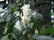бял Стайни растения Бели Свещи, Whitefieldia, Withfieldia, Whitefeldia Цвете (Whitfieldia) снимка