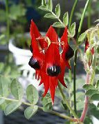 sarkans Telpaugi Omāru Spīles, Papagailis Knābis Zieds (Clianthus) foto
