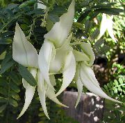 balts Telpaugi Omāru Spīles, Papagailis Knābis Zieds (Clianthus) foto
