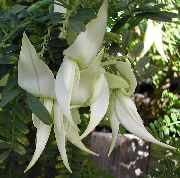 valge Toataimed Homaar Küünis, Papagoi Nokk Lill (Clianthus) foto