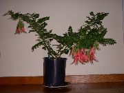 червен Стайни растения Омар Нокът, Папагал Клюн Цвете (Clianthus) снимка