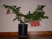 punane Toataimed Homaar Küünis, Papagoi Nokk Lill (Clianthus) foto