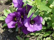 Texas Bluebell, Lisianthus, Tulpju Genciāna purpurs Zieds