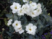 бял Стайни растения Тексас Bluebell, Lisianthus, Лалета Тинтява Цвете (Lisianthus (Eustoma)) снимка
