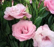 рожевий Домашні рослини Лізіантус (Еустома) Квітка (Lisianthus (Eustoma)) фото
