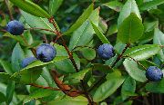 fehér Szobanövények Mirtusz Virág (Myrtus) fénykép