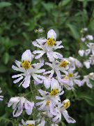 Схизантус білий Квітка