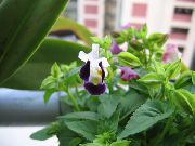фіолетовий Домашні рослини Торенія Квітка (Torenia) фото
