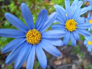 gaiši zils Telpaugi Blue Margrietiņa Zieds (Felicia amelloides) foto