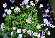 gaiši zils Telpaugi Blue Margrietiņa Zieds (Felicia amelloides) foto