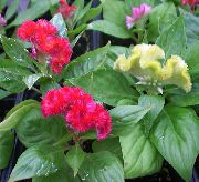 buí Plandaí faoi dhíon Cockscomb Bláth (Celosia) grianghraf