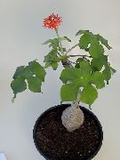 Peregrina, Gout Plant, Guatemalan Rhubarb vermelho Flor