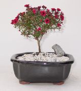 Nuovo Albero Del Tè Zealand rosso Fiore