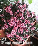 rosa Piante da appartamento Nuovo Albero Del Tè Zealand Fiore (Leptospermum) foto