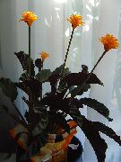 Calathea, Зебра Растение, Паун Растителна оранжев Цвете