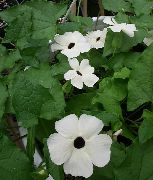 Crna Oka Susan bijela Cvijet