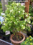 бял Стайни растения Дървесни Кори, Портокал Жасмин Цвете (Murraya) снимка