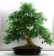 Муррайя Murraya paniculata bonsai