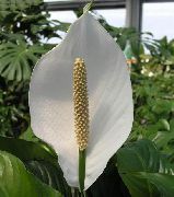 білий Домашні рослини Спатифиллум Квітка (Spathiphyllum) фото