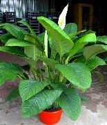 valge Toataimed Rahu Liilia Lill (Spathiphyllum) foto