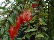 червоний Домашні рослини Агапетес Квітка (Agapetes) фото