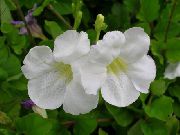 білий Домашні рослини Азістазія Квітка (Asystasia) фото