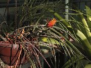 narancs Szobanövények Fenyőtoboz Bromeliad Virág (Acanthostachys) fénykép