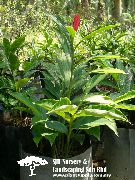 sarkans Telpaugi Sarkanā Ingvera, Apvalks Ingvers, Indijas Ingvera Zieds (Alpinia) foto