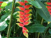 Jastoga Pandža,  crvena Cvijet