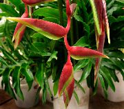rosso Piante da appartamento Aragosta Artiglio, Fiore (Heliconia) foto