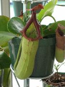 Monkey Bambuskännchen grün Blume