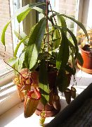 червен Стайни растения Маймуна Бамбук Кана Цвете (Nepenthes) снимка