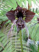 Bat Head Lily, Bat Flower, Devil Flower marrom Flor