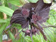 rudas Vidinis augalai Gpgb Vadovas Lelija, Gpgb Gėlė, Velnias Gėlė žiedas (Tacca) nuotrauka