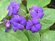 Μπλε Φασκόμηλο, Μπλε Eranthemum πασχαλιά λουλούδι
