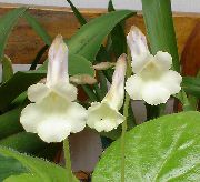 ホワイト 屋内植物 Chirita フラワー  フォト